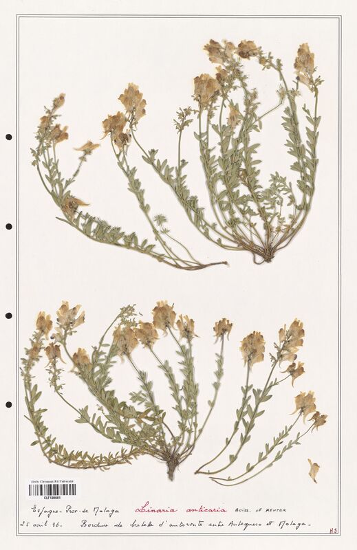 Linaria anticaria  (Orobanchaceae)