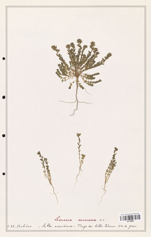 Linaria arenaria  (Orobanchaceae)