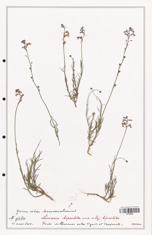 Linaria bipartita  (Orobanchaceae)