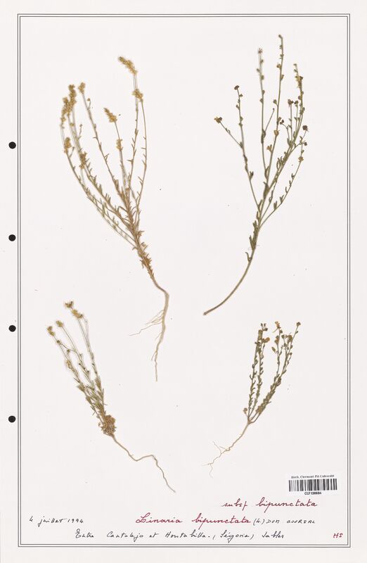 Linaria bipunctata  (Orobanchaceae)