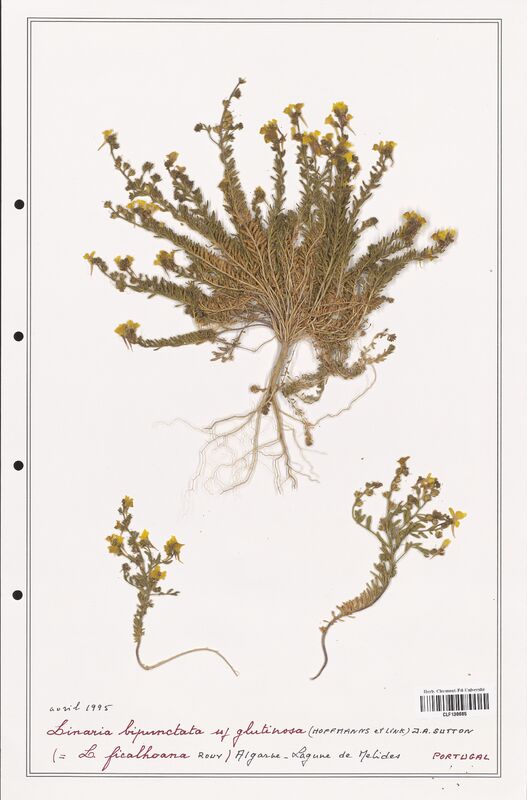 Linaria bipunctata  (Orobanchaceae)