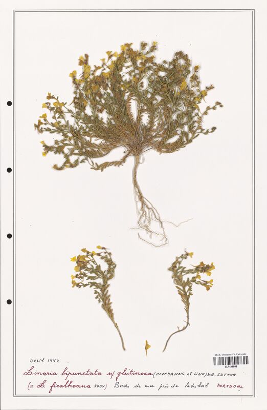 Linaria bipunctata  (Orobanchaceae)