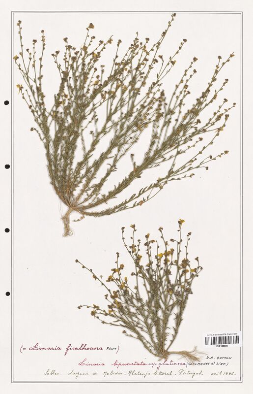 Linaria bipunctata  (Orobanchaceae)