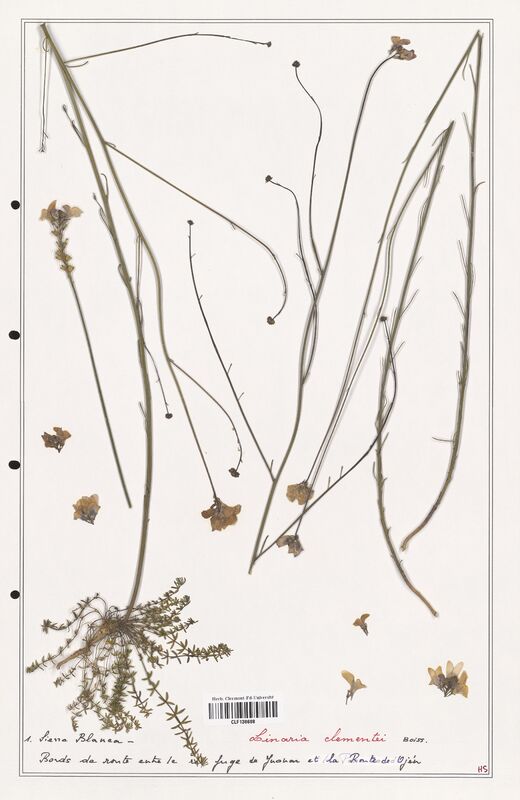 Linaria clementei  (Orobanchaceae)