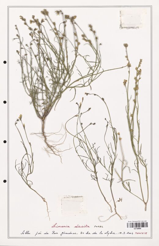 Linaria dissita  (Orobanchaceae)