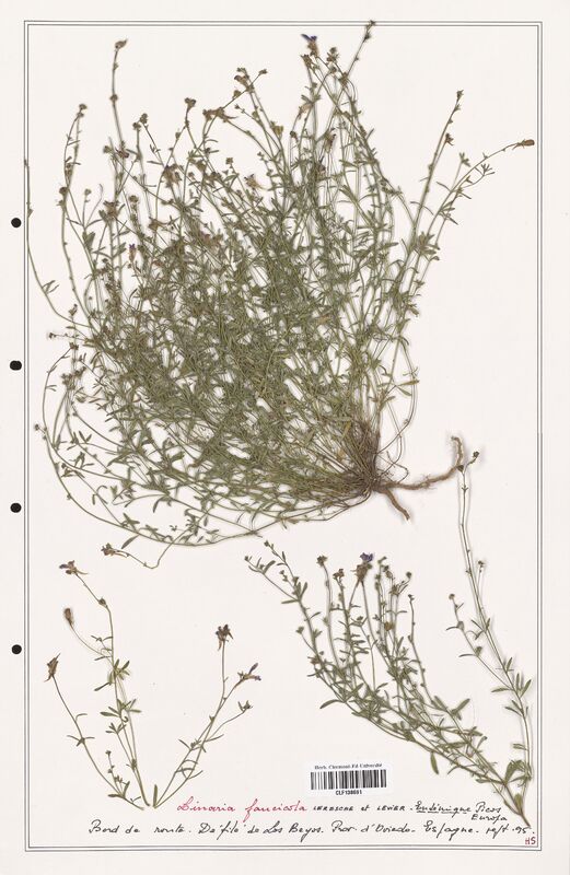 Linaria faucicola  (Orobanchaceae)