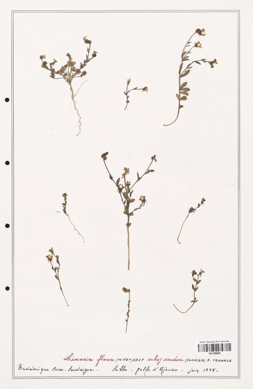 Linaria flava  (Orobanchaceae)