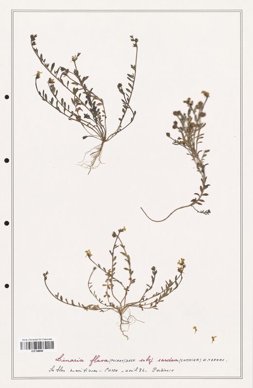 Linaria flava  (Orobanchaceae)