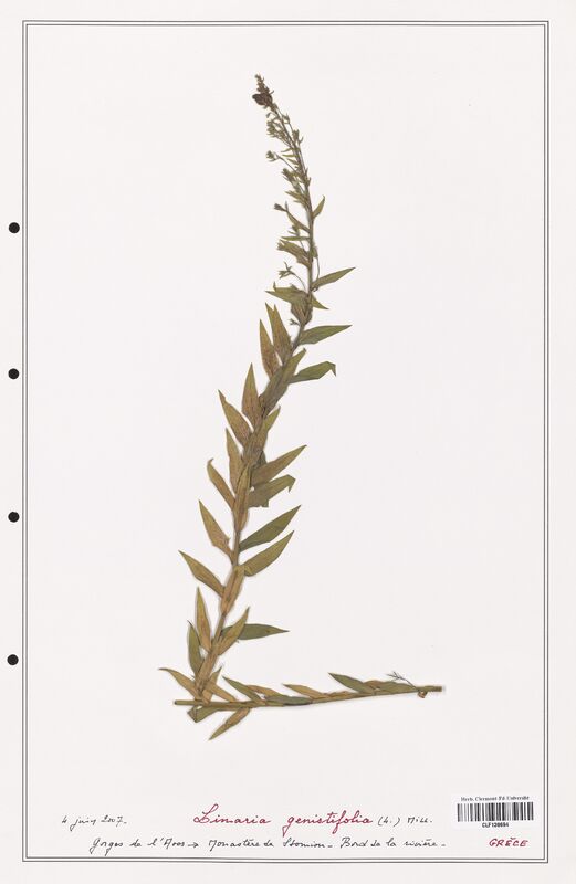 Linaria genistifolia  (Orobanchaceae)