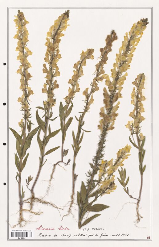Linaria hirta  (Orobanchaceae)