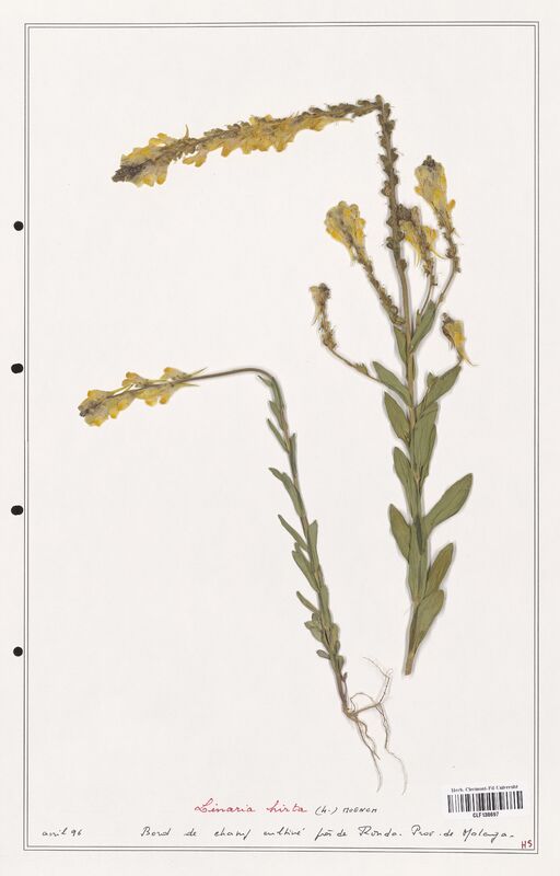 Linaria hirta  (Orobanchaceae)