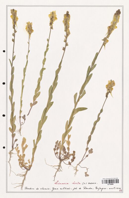 Linaria hirta  (Orobanchaceae)