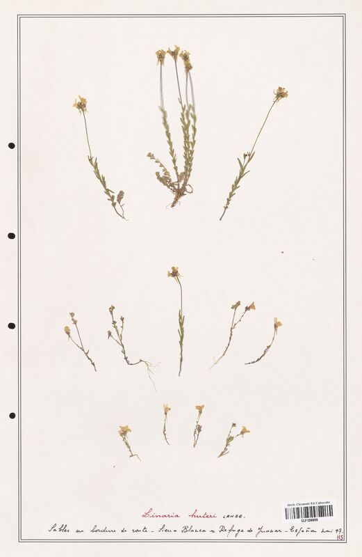 Linaria huteri  (Orobanchaceae)