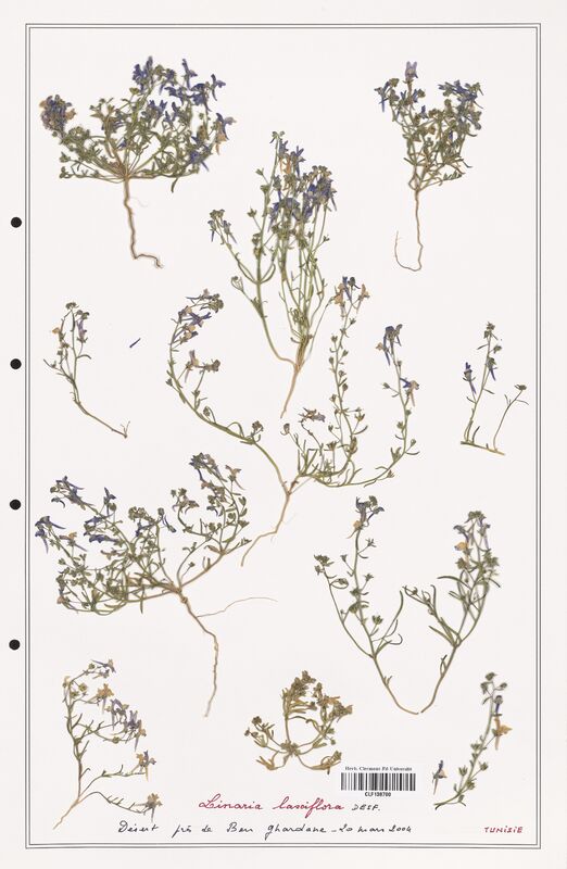 Linaria laxiflora  (Orobanchaceae)