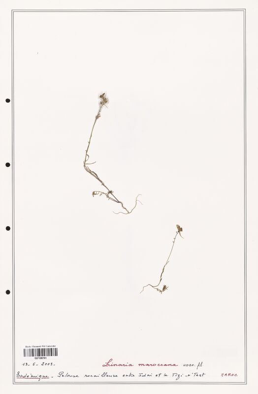 Linaria maroccana  (Orobanchaceae)