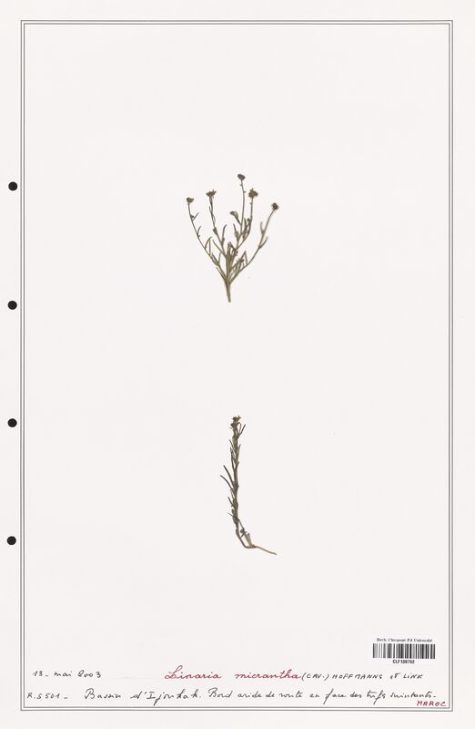 Linaria micrantha  (Orobanchaceae)