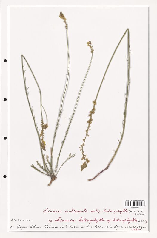 Linaria multicaulis  (Orobanchaceae)