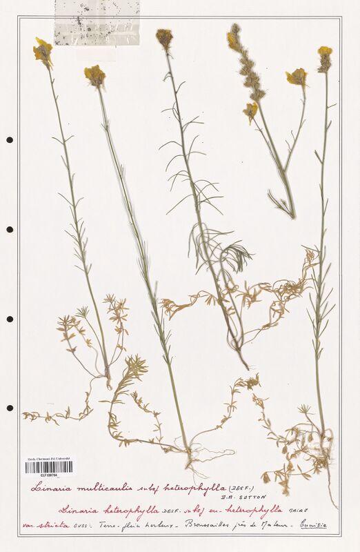 Linaria multicaulis  (Orobanchaceae)