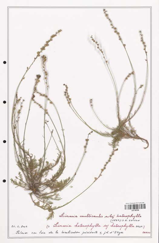 Linaria multicaulis  (Orobanchaceae)