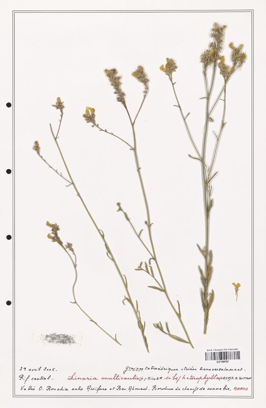 Linaria multicaulis  (Orobanchaceae)