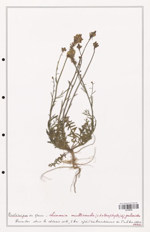 Linaria multicaulis  (Orobanchaceae)