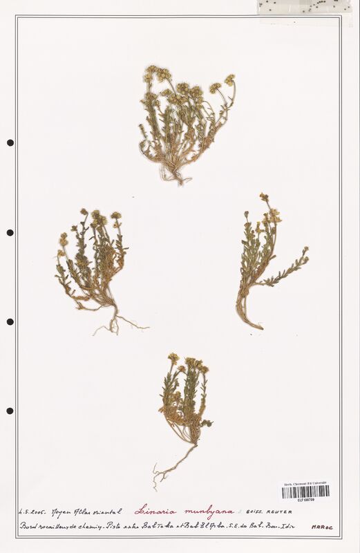 Linaria munbyana  (Orobanchaceae)