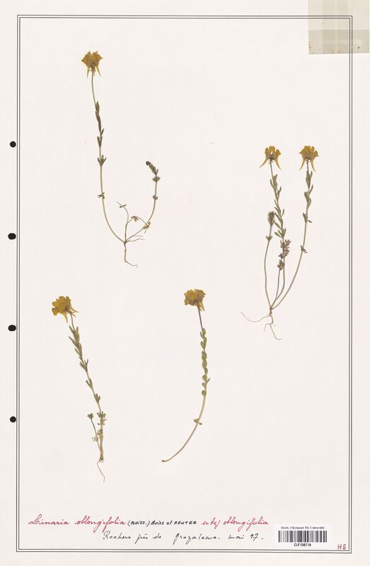 Linaria oblongifolia  (Orobanchaceae)