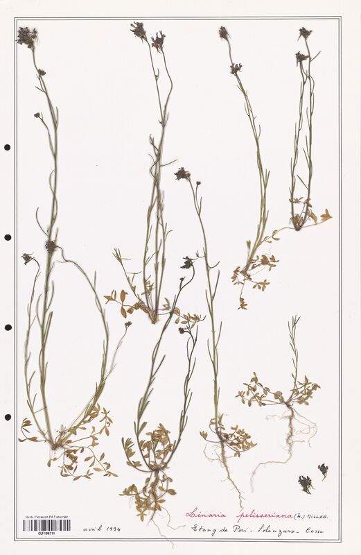 Linaria pelisseriana  (Orobanchaceae)