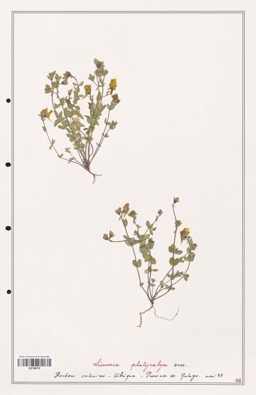 Linaria platycalyx  (Orobanchaceae)