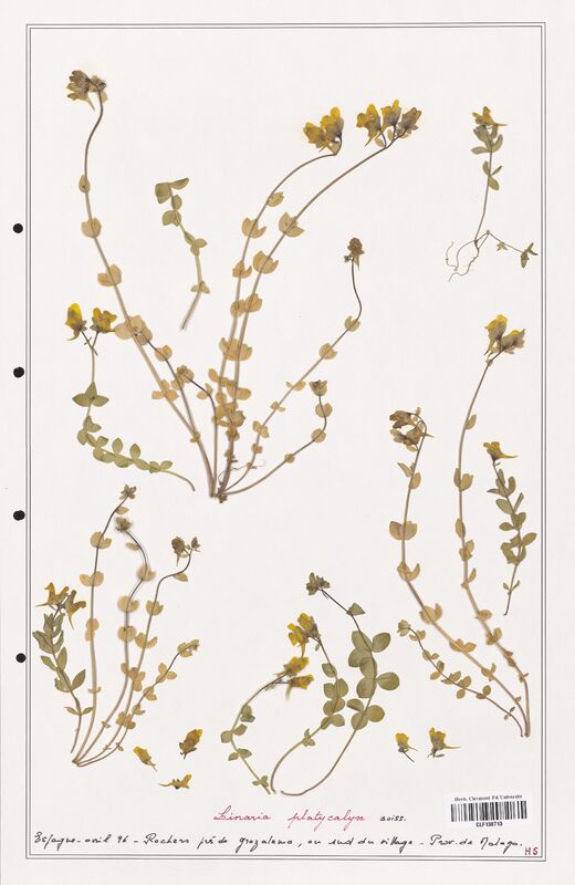 Linaria platycalyx  (Orobanchaceae)