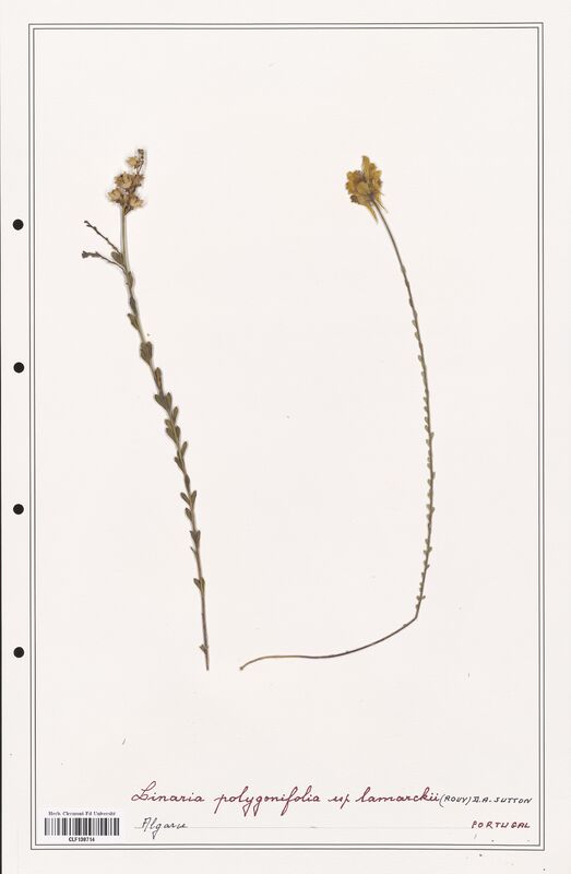 Linaria polygonifolia  (Orobanchaceae)