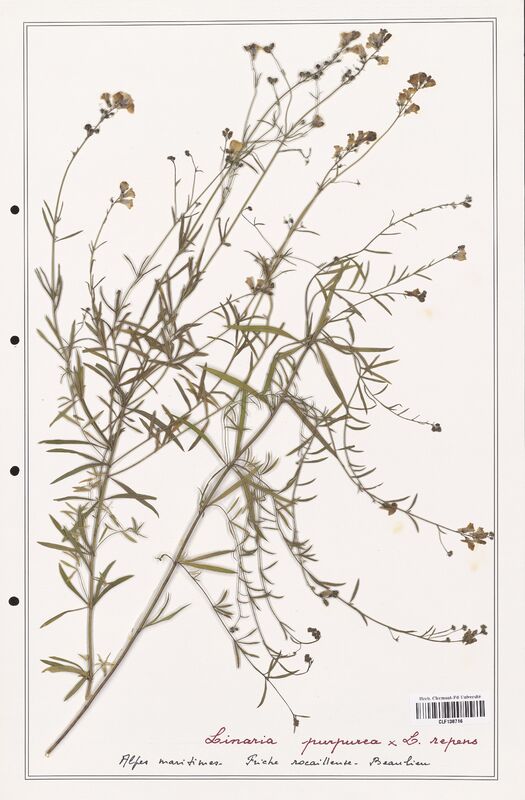 Linaria purpurea  (Orobanchaceae)