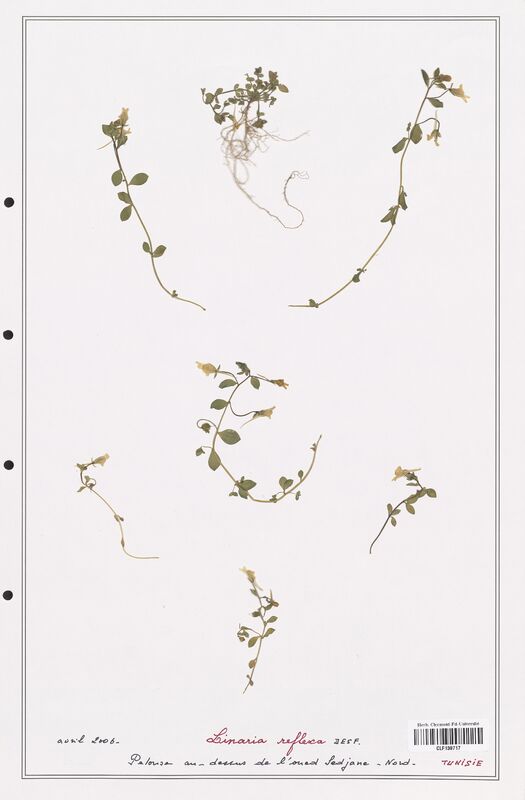 Linaria reflexa  (Orobanchaceae)