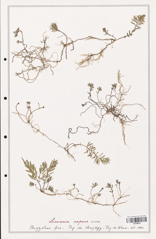 Linaria repens  (Orobanchaceae)