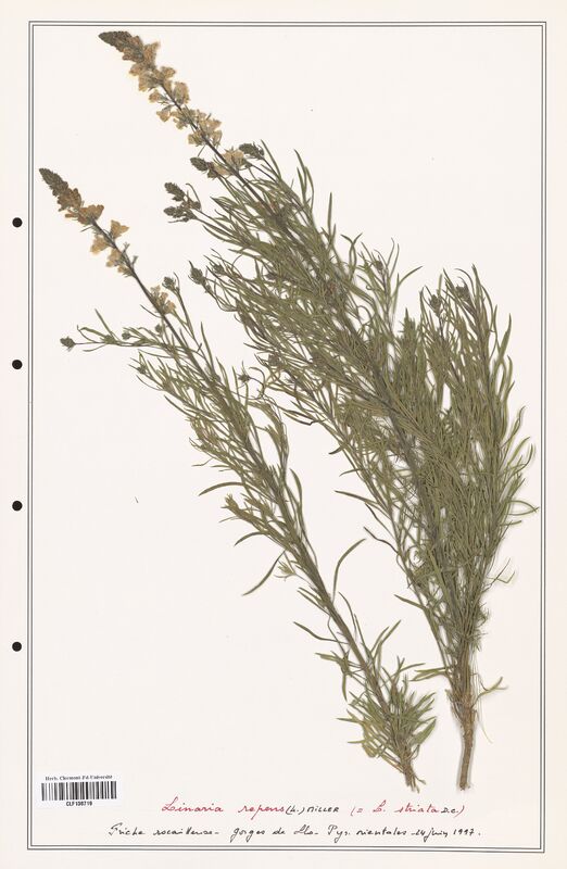 Linaria repens  (Orobanchaceae)