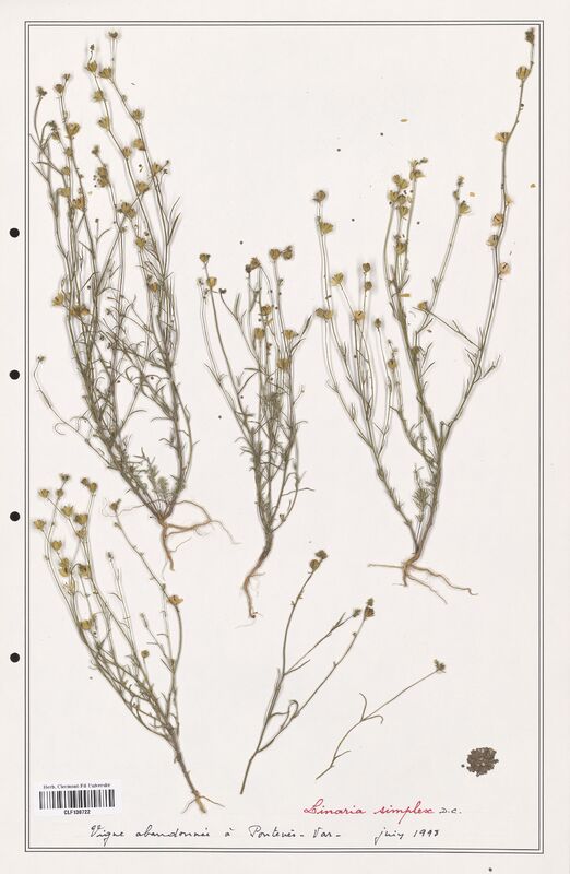 Linaria simplex  (Orobanchaceae)