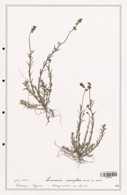 Linaria simplex  (Orobanchaceae)