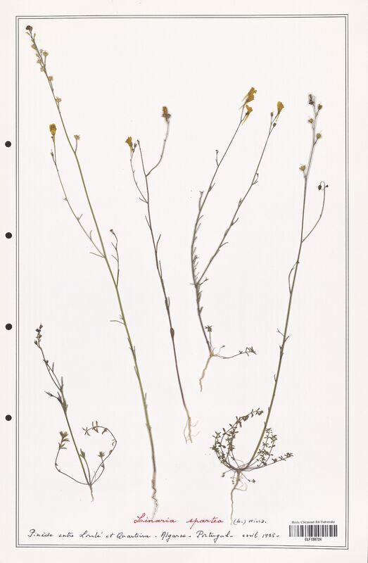 Linaria spartea  (Orobanchaceae)