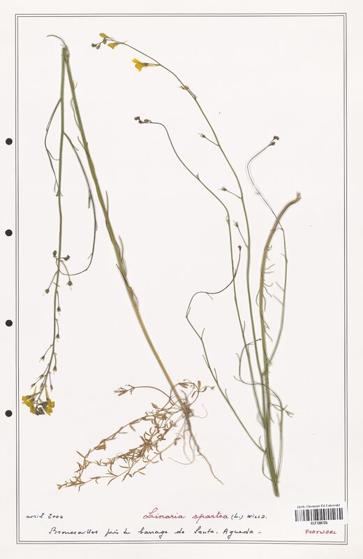 Linaria spartea  (Orobanchaceae)