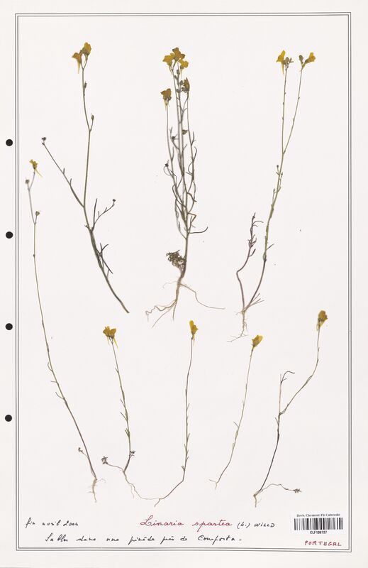 Linaria spartea  (Orobanchaceae)