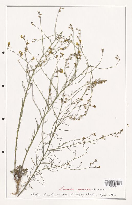 Linaria spartea  (Orobanchaceae)