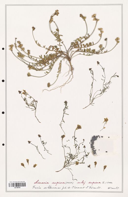 Linaria supina  (Orobanchaceae)