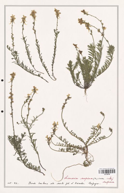 Linaria supina  (Orobanchaceae)