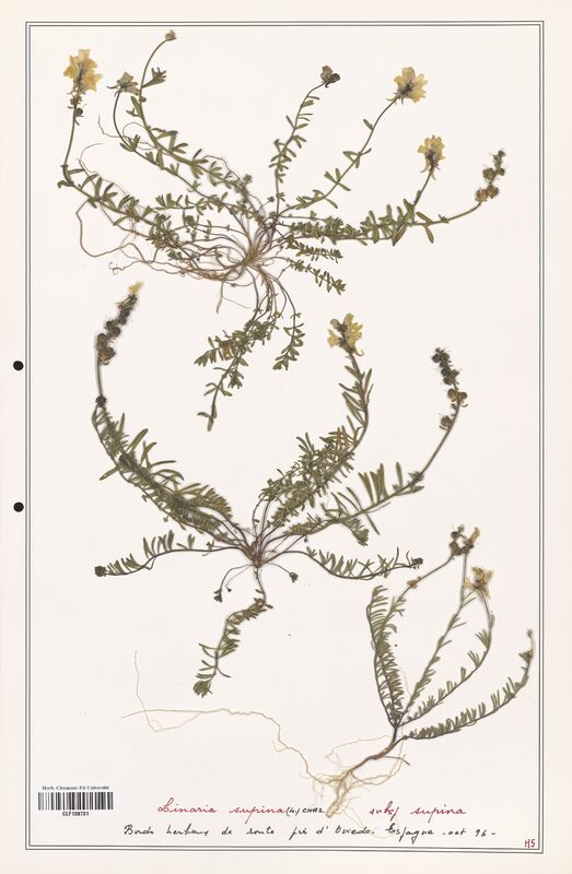 Linaria supina  (Orobanchaceae)