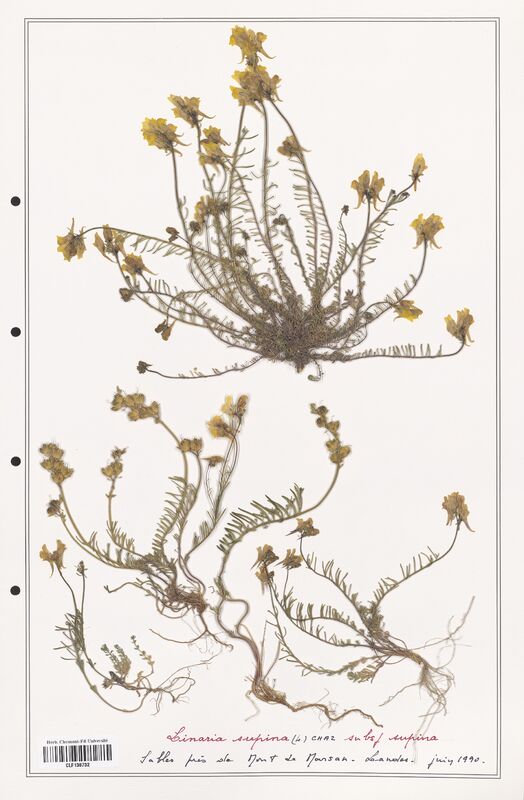 Linaria supina  (Orobanchaceae)