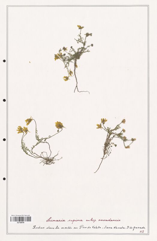 Linaria supina  (Orobanchaceae)