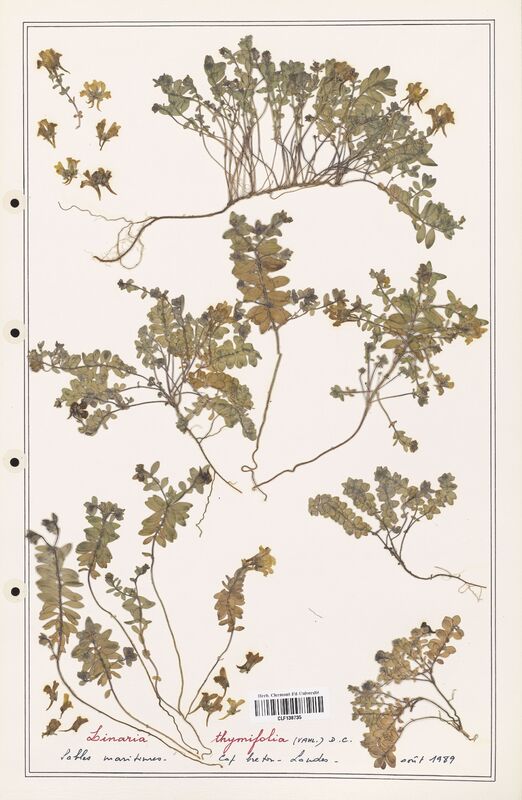 Linaria thymifolia  (Orobanchaceae)