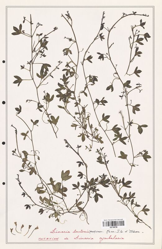 Linaria toutonii  (Orobanchaceae)