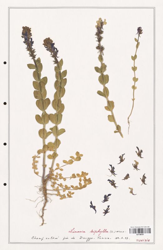 Linaria triphylla  (Orobanchaceae)