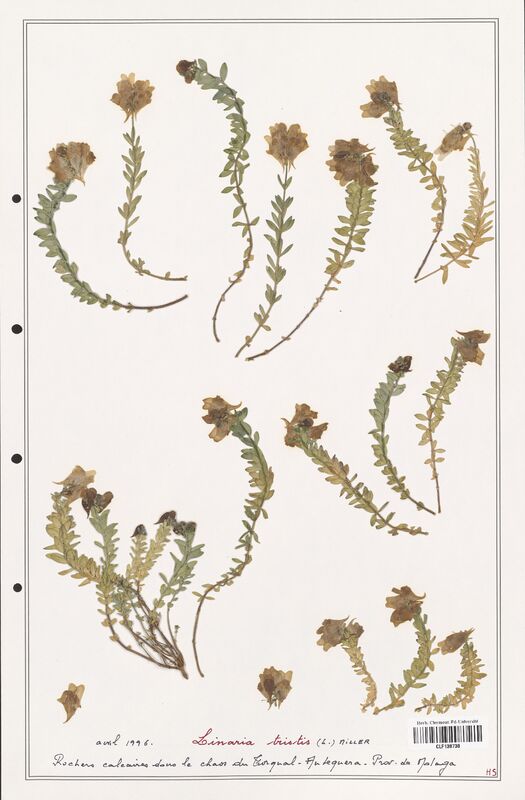 Linaria tristis  (Orobanchaceae)